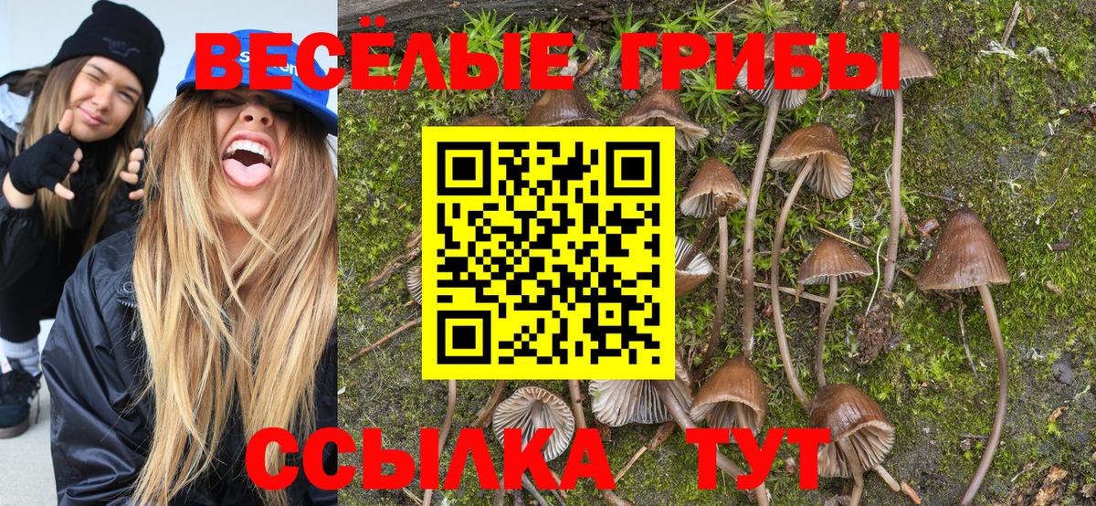 Нововоронеж  Галлюциногенные грибы Psilocybine cubensis  Вход с VPN  Галлюциногенные грибы Cubensis 